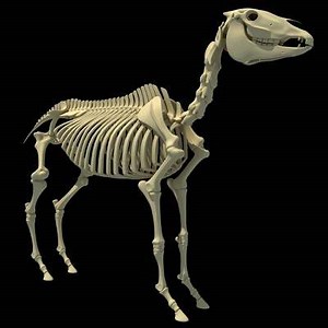 Horse Skeleton - 3D Model by 3D Horse