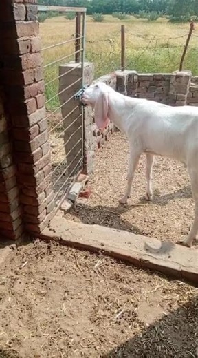 So interesting! If animals can come out of a complex problem, why not humans have war exit?