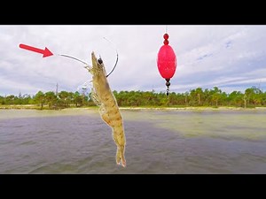 Gag GROUPER IN 2ft Water! Non-Stop Action Fishing with LIVE SHRIMP! [Inshore Tips and Techniques]