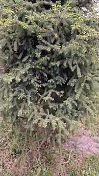 CONIFER CORNUCOPIA 🌲
