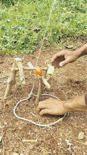 trapping squirrels🐿️#bushcraft #outdoors #trap #survival