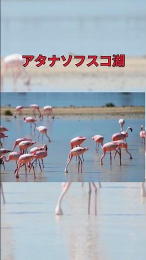 【ブルガリア】1分で巡るブルガスの魅力 |ブルガス観光ガイド#ブルガリア #ブルガス #黒海の町 #港町の風景 #ヨーロッパ旅行 #静かな旅先 #シーガーデン #絶景スポット#自然と街