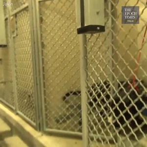 576K views · 5.4K reactions | Benny era in un canile da circa un mese quando ha trovato una nuova casa. La sua gioia mentre esce all'aperto con la sua nuova famiglia è evidente  Video: JukinVideo | The Epoch Times Italia | Facebook