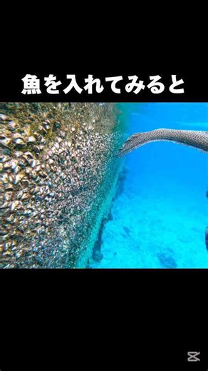 GoProを魚に食べられる…