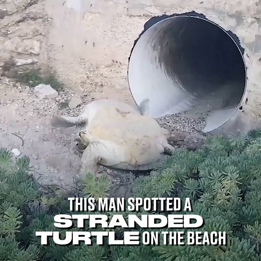5.3M views · 12K shares | Man rescues massive sea turtle stuck on its back in Mexico  | LADbible | Facebook