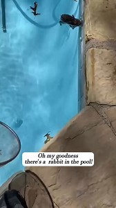 This family rescued a rabbit that fell into their swimming pool and then | Paws Furry