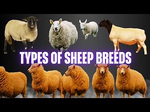 How Many Types of Sheep Are There? Discover the Amazing World of Sheep Breeds!
