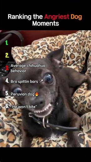Ranking the Angriest Dog Moments 😰