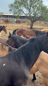 36K views · 345 reactions | ☘️Bowie Texas July Horse Sale☘️ July 6th...