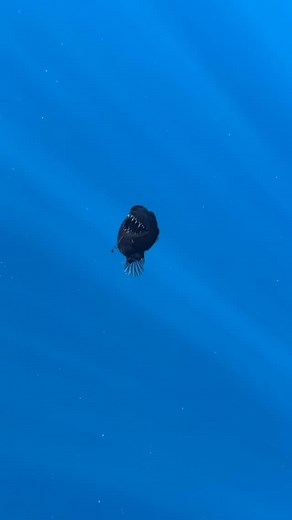 Have you ever seen anything so beautiful? 🐟 This gorgeous deep sea angler-fish typically does not rise to the surface very often, and thus is a rare sight for videographers! In fact, it has been quoted that this may be the first time EVER this occurance was captured so clearly on film! 😱 - Video credit to Jara.natura - - - Links in bio. - Follow: @SinisterCupcakes 🎃 - - - - - #horror #horrorfan #horroraddict #horrorcommunity #fish #fishes #deepsea #deepseacreatures #anglerfish | Sinister Cupc
