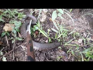 Water moccasins swimming UNDER water