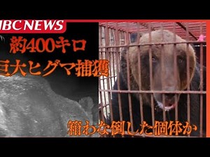 体重約400キロの巨大ヒグマ、ついに捕獲！過去最大級の出没で地域緊張