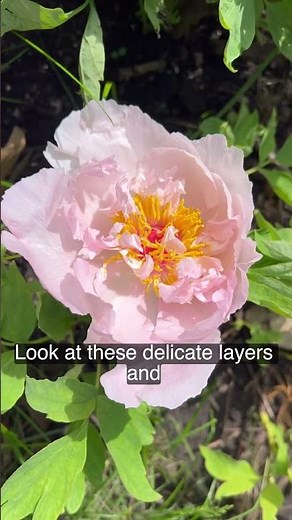 The first tree peony blooms—soft, quiet, and blushing（Tree Peony 1）.#garden #flowers #peonies