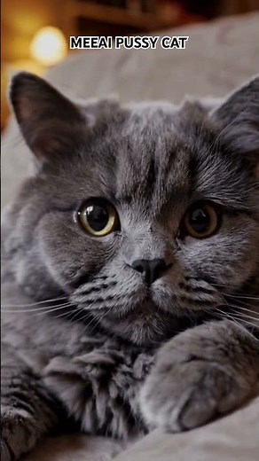 AI generated cats on Microsoft's Bing video generator. Pretty realistic.
