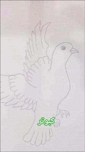 Realistic flying pigeon Drawing Tutorial]#drawing #art #pigeon#easydrawing #drawingtutorial#how