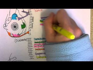 Eye External Anatomy