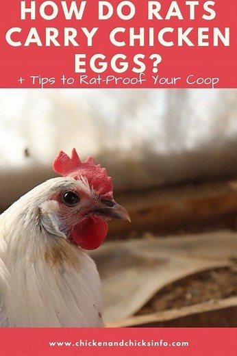 How Do Rats Carry Chicken Eggs? (Or Don't They..) - Chicken & Chicks Info
