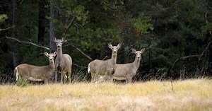 Michigan DNR reveals updated hunting regulations for 2024 season