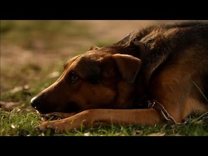 Sheldon first encounter of Dog - Young Sheldon (Full HD)