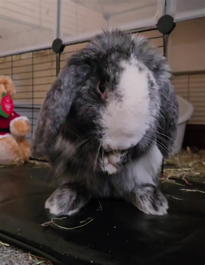 Adorable Baby Bunnies: Heartwarming Moments