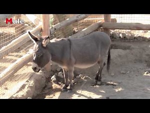 A - Z Phonics Sounds and Song for Children