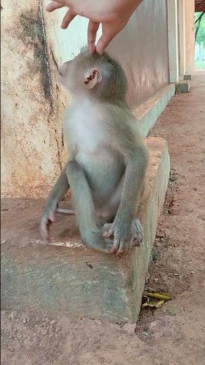 Adorable activity of the monkey with human