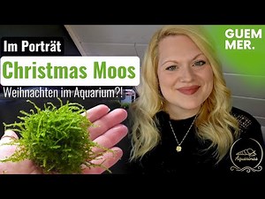 Christmas Moss - the most beautiful moss for the aquarium? | Vesicularia montagnei in the plant p...