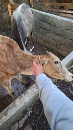 Penyuntikan antiparasit pada sapi malnutrisi