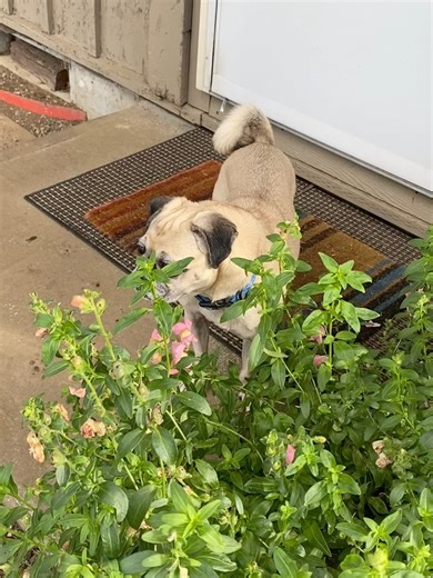 78 reactions | Pacific Pug Rescue on Reels | Facebook