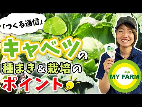 A thorough guide to growing cabbage! From sowing seeds to managing and harvesting during cultivat...