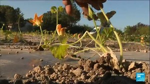 Les conséquences du réchauffement climatique sur l'agriculture