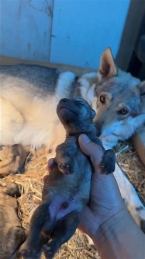 Newborn Puppy in My Hands – Mother’s Love Is Priceless 🐶❤️ #mychannel