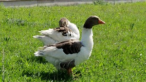 Pomeranian Goose family on meadow in 4K VIDEO. Free range waterfowl (Anser Anser domesticus) on organic farm, freely running and grazing on green grass in garden. Animal rights, back to nature concept