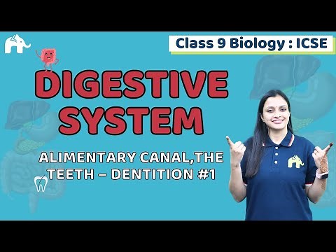 Digestive System Class 9 ICSE Biology | Selina Chapter 11 | Alimentary canal, Teeth, Dentition #1