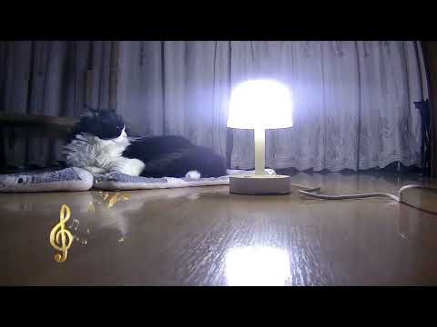 Cat Meditation with Relaxing Music