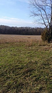 I get to see a lot of amazing things when out looking at timber. But this was a first to get to witness two bucks fighting. | West Logging