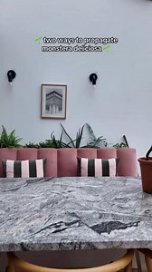 Two ways to propagate Monstera Deliciousa | Plantasy Hub