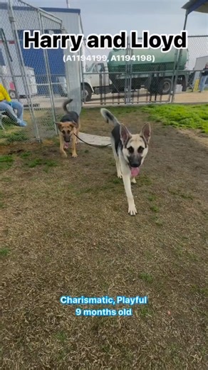 HARRY & LLOYD "THEY NEED A HERO FAST! Harry and Lloyd have an upper respiratory infection. While easily treatable (similar to human cold in severity), their lives are now on a short timeline to find a safe, loving home. Facts about Harry and Lloyd: ♦️GOOFY, young pup energy ♦️ FULL OF LIFE ♦️PLAYFUL personalities ♦️best suited for an ACTIVE home lifestyle ♦️food motivated ♦️would love to learn manners, tricks and commands to become refined gentlemen ♦️will benefit from someone who invests time a