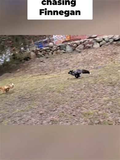 Vixie chasing Finnegan 🔥 Clipped from the Saveafox YouTube channel please go to there channel and watch the full videos there to help them support the foxes! Please go to there Website to show support they need as much help as possible! like and share so as many people as possible can see and hopefully help #AnimalRescue #FoxesOfTikTok #UrbanFox #FoxLove #WildlifeRescue #WildlifeSanctuary #ForYou #ForYouPage #FYP #ViralAnimals #AnimalTok #AnimalSanctuary #RescueAnimals #SaveWildlife #fox #anima
