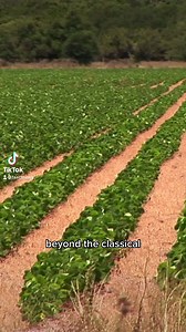 Beyond the classical IgE-mediated allergic reactions that pose a risk of anaphylaxis, soy can also cause a variety of symptoms through additional mechanisms. Examples include soy intolerance, or triggers for conditions such as eosinophilic esophagitis and food protein-induced proctocolitis. Visit #FAACT to learn more:https://buff.ly/2L3qHEZ #SoyFree #Soy #KnowTheFAACTs #ShareTheFAACTs #LearnTheFAACTs #AllergyAwareness #FoodAllergyAwareness #FoodAllergy #Anaphylaxis #Anaphylactic #FoodAllergyLife