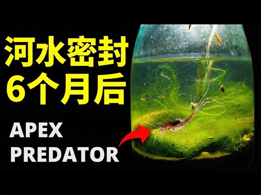 【中配】我把河水和岩石装进罐子，6个月后竟然变成了这样！ - HabitatForge