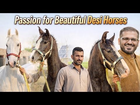 Amazing Desi Horses in Pakistan | Horse Lover’s Village Dera | local horse breed