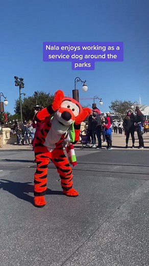 Service dogs at Disney #disney #wdw #servicedog #goldenretriever #medicalresponse #foryoupage #fyp #disneyworld #annualpassholder #workingdog