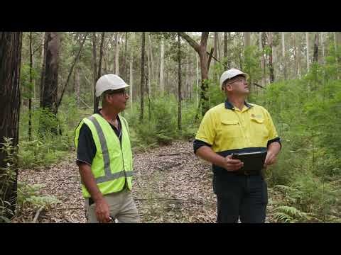 Single tree selection and thinning