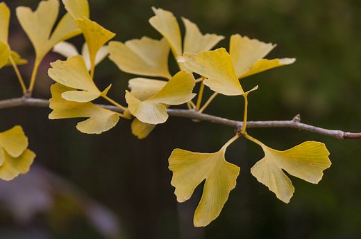 Comment planter et entretenir le ginkgo au jardin ?