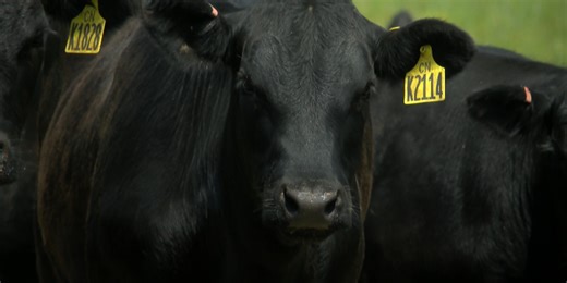Nebraska celebrates National Beef Month