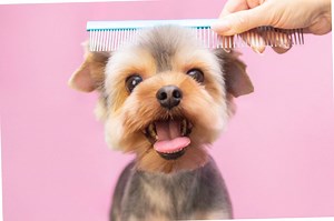 Unleashed Grooming Spa | Unleashed Doggie Daycare