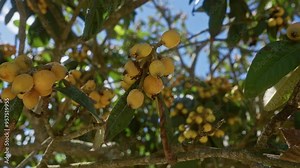 A loquat tree, known scientifically as eriobotrya japonica, with clusters of ripe yellow fruit under the bright puglian sun in southern italy.
