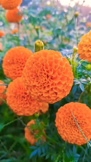 #music #song #gardeningplants #flowers #ihavethisthingwithplants #flowersongs #nature