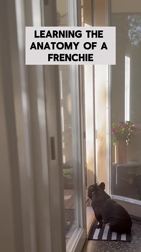 Anatomy of Mister Otis#melbourne #frenchbulldog
